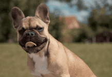 Про найпопулярніші породи собак у Х’юстоні