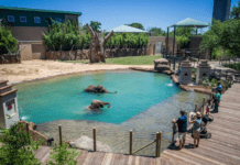 Подивитися на рідкісних тварин й побачити їх місце існування: які зоопарки відвідати в Х’юстоні