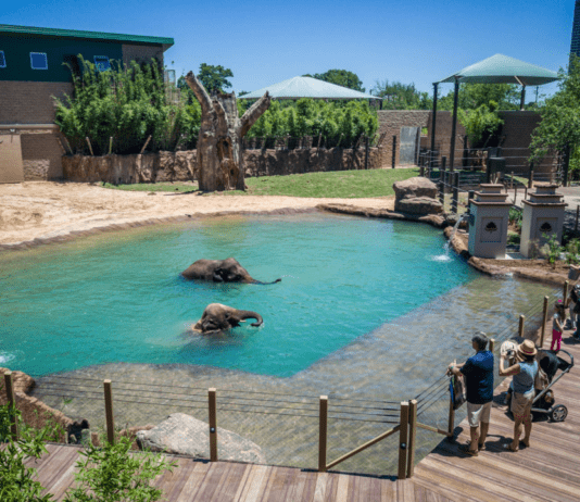 Посмотреть на редких животных и увидеть их среду обитания: какие зоопарки посетить в Хьюстоне