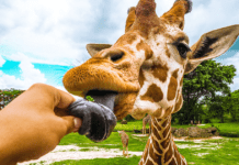 Самые интересные зоопарки в Хьюстоне: сколько их в городе и каких животных там можно встретить