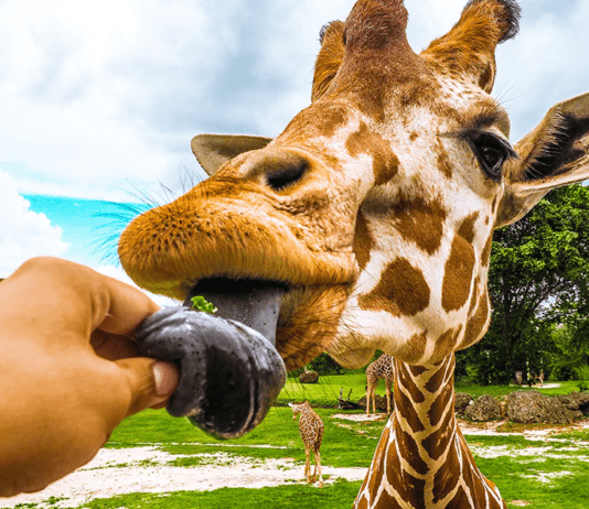 Самые интересные зоопарки в Хьюстоне: сколько их в городе и каких животных там можно встретить