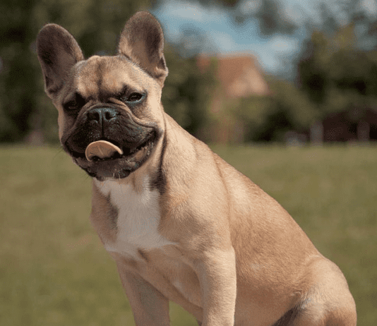 О самых популярных породах собак в Хьюстоне