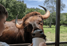 Зелений туризм у Х’юстоні: де місцеві жителі зближуються з природою та як він впливає на екологію