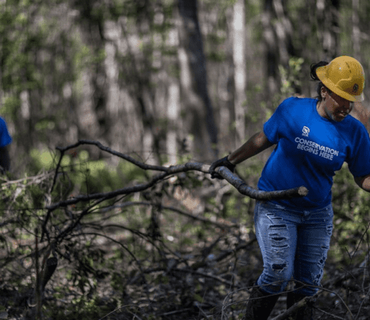 Экологическое просвещение и образование в Хьюстоне: как местным жителям прививают любовь к экологии и заботе о городе