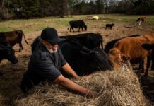 Evolution of Texas agriculture from early farming to innovative agrarian technologies